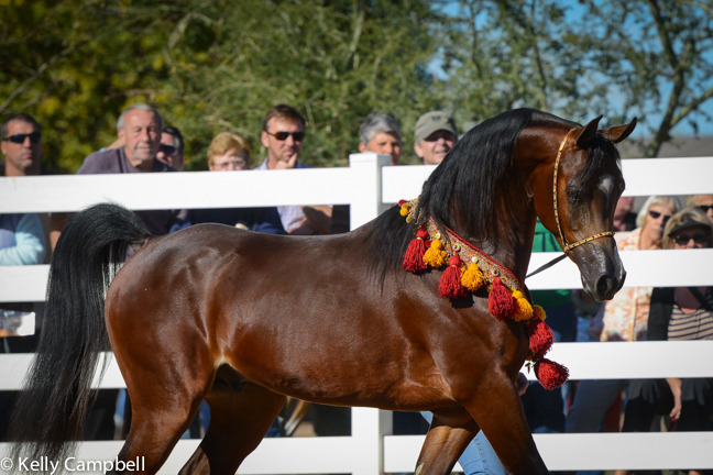 2013/2014 Arabhorse Farm Tours
