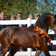 2013/2014 Arabhorse Farm Tours