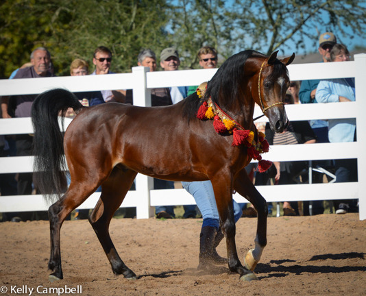 2013/2014 Arabhorse Farm Tours