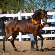 2013/2014 Arabhorse Farm Tours
