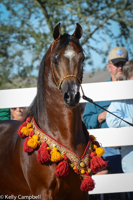 2013/2014 Arabhorse Farm Tours
