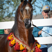 2013/2014 Arabhorse Farm Tours