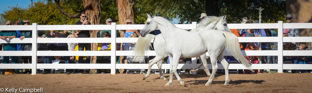 2013/2014 Arabhorse Farm Tours
