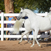 2013/2014 Arabhorse Farm Tours