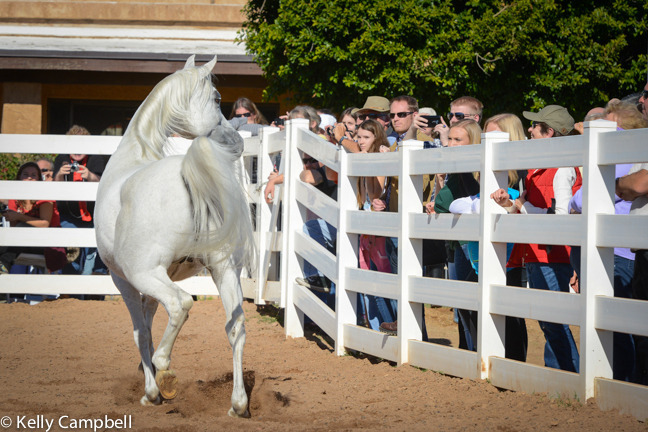 2013/2014 Arabhorse Farm Tours