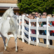 2013/2014 Arabhorse Farm Tours