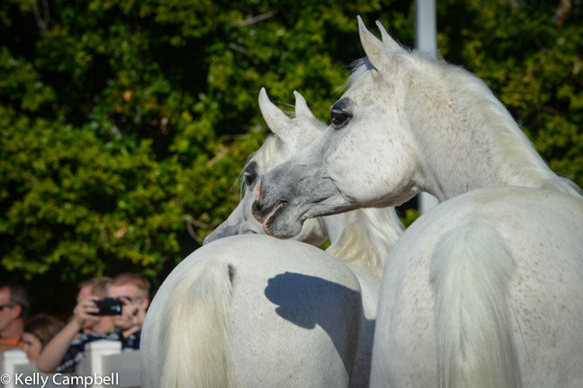 2013/2014 Arabhorse Farm Tours