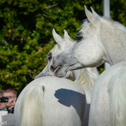 2013/2014 Arabhorse Farm Tours