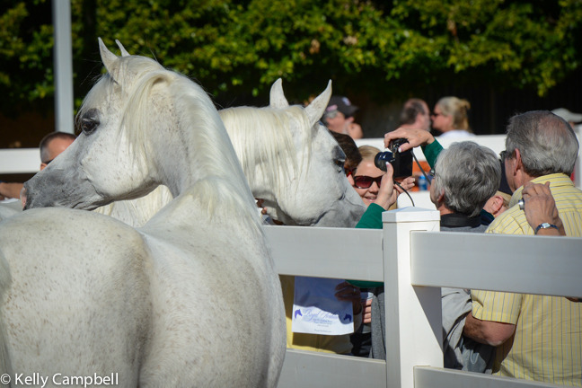 2013/2014 Arabhorse Farm Tours