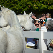 2013/2014 Arabhorse Farm Tours