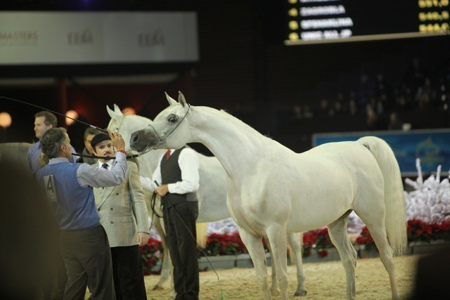 2010 Salon Du Cheval - World Championships Results