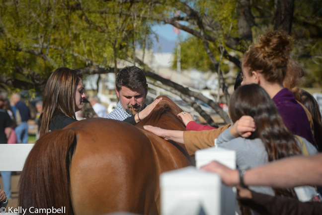 2013/2014 Arabhorse Farm Tours