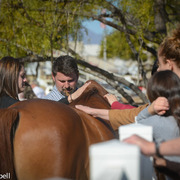 2013/2014 Arabhorse Farm Tours