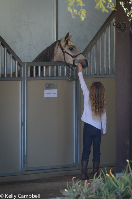 2013/2014 Arabhorse Farm Tours