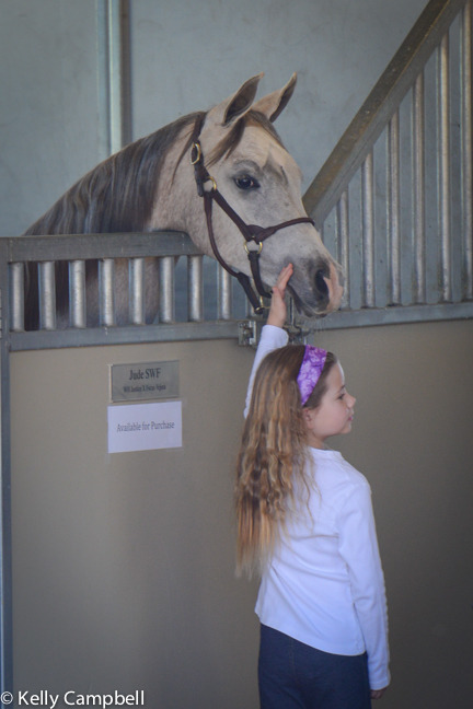 2013/2014 Arabhorse Farm Tours
