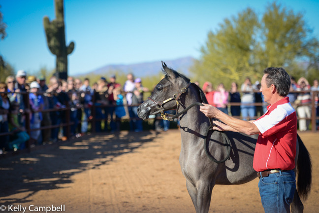 2013/2014 Arabhorse Farm Tours
