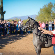 2013/2014 Arabhorse Farm Tours