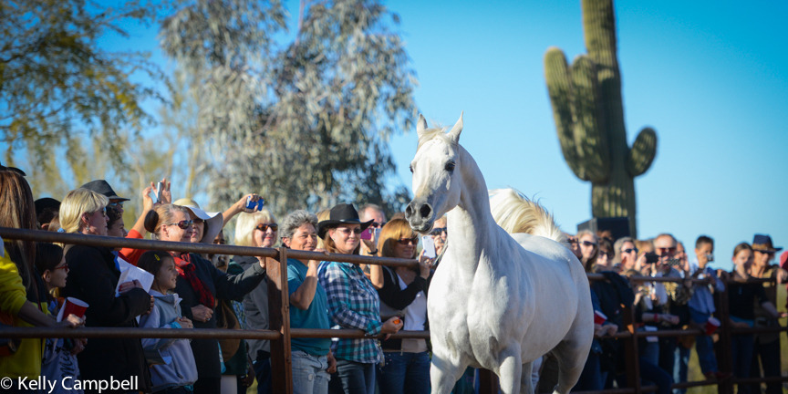 2013/2014 Arabhorse Farm Tours