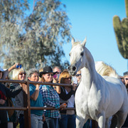 2013/2014 Arabhorse Farm Tours