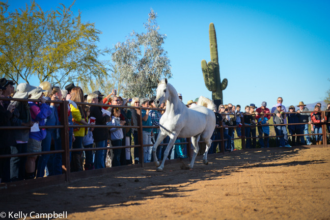 2013/2014 Arabhorse Farm Tours