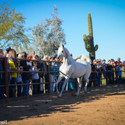 2013/2014 Arabhorse Farm Tours