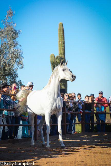 2013/2014 Arabhorse Farm Tours