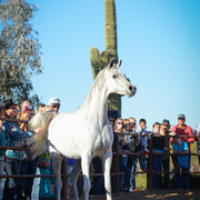 2013/2014 Arabhorse Farm Tours