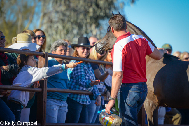 2013/2014 Arabhorse Farm Tours