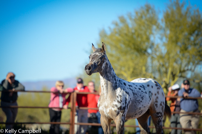 2013/2014 Arabhorse Farm Tours