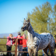 2013/2014 Arabhorse Farm Tours