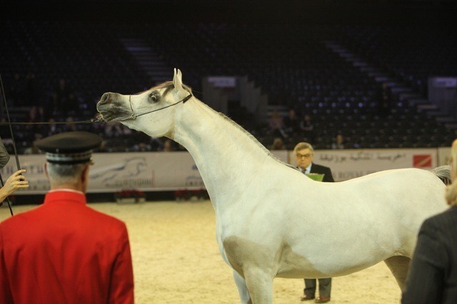 2010 Salon Du Cheval - World Championships Results