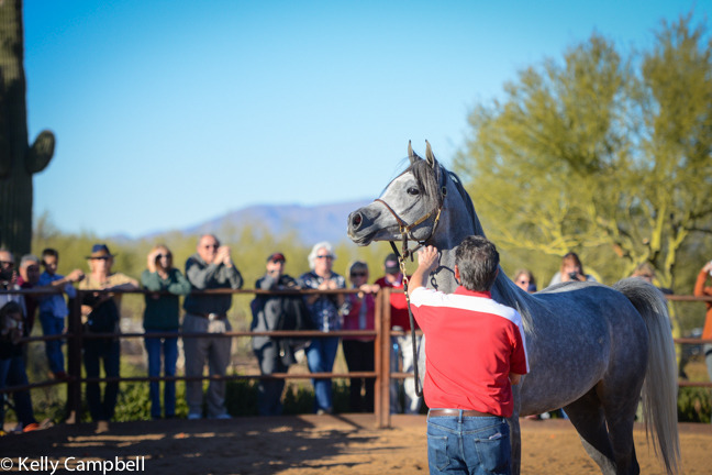 2013/2014 Arabhorse Farm Tours