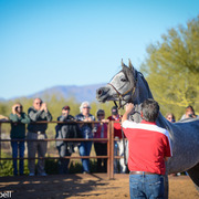 2013/2014 Arabhorse Farm Tours
