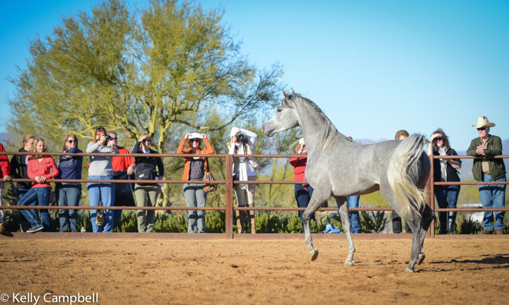 2013/2014 Arabhorse Farm Tours
