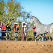 2013/2014 Arabhorse Farm Tours