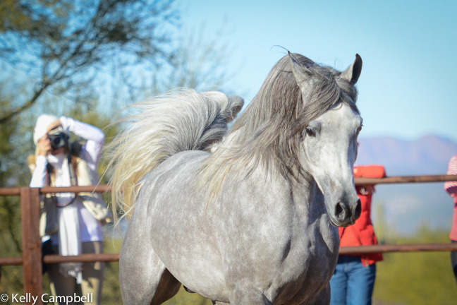 2013/2014 Arabhorse Farm Tours