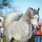 2013/2014 Arabhorse Farm Tours