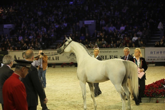 2010 Salon Du Cheval - World Championships Results