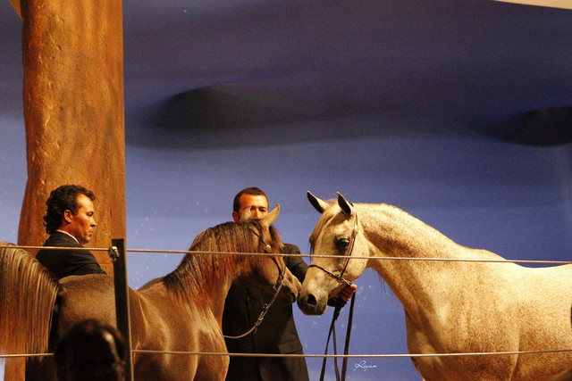 2011 Intarah Auctions