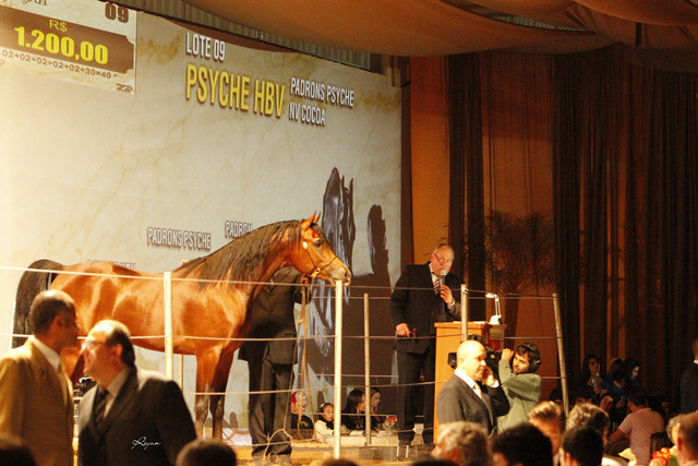 2011 Intarah Auctions