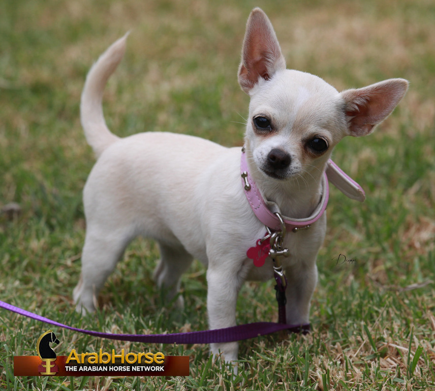 Highlights from East Coast Championships - Australia 