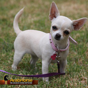 Highlights from East Coast Championships - Australia 