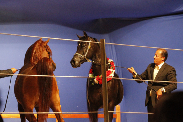 2011 Intarah Auctions