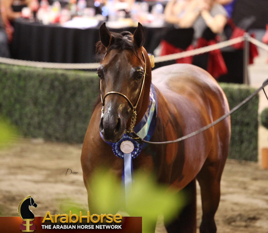 Highlights from East Coast Championships - Australia 