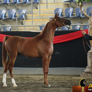 Highlights from East Coast Championships - Australia 