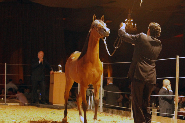2011 Intarah Auctions