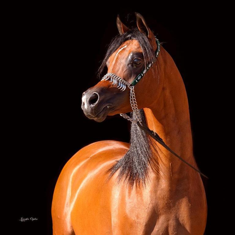 Athala Arabians