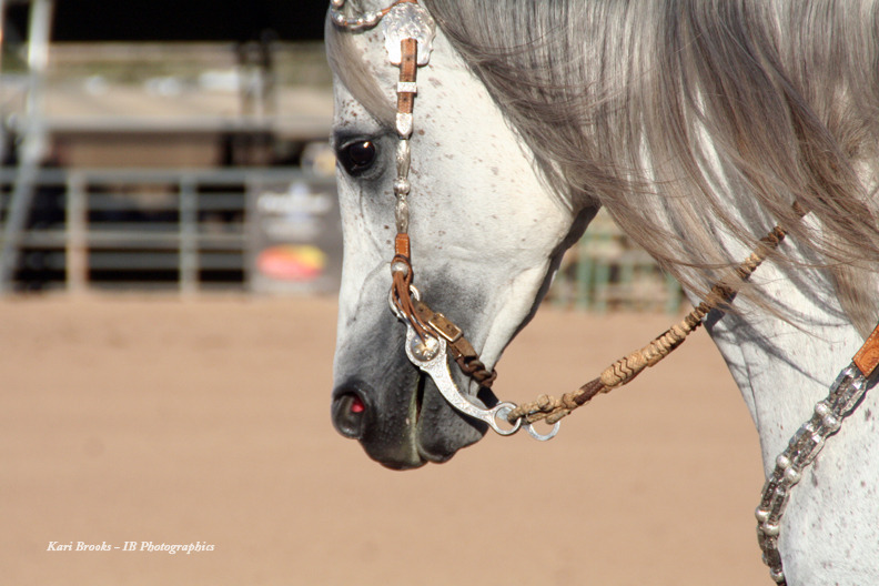 2014 Scottsdale Arabian Horse Show