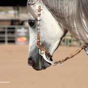 2014 Scottsdale Arabian Horse Show