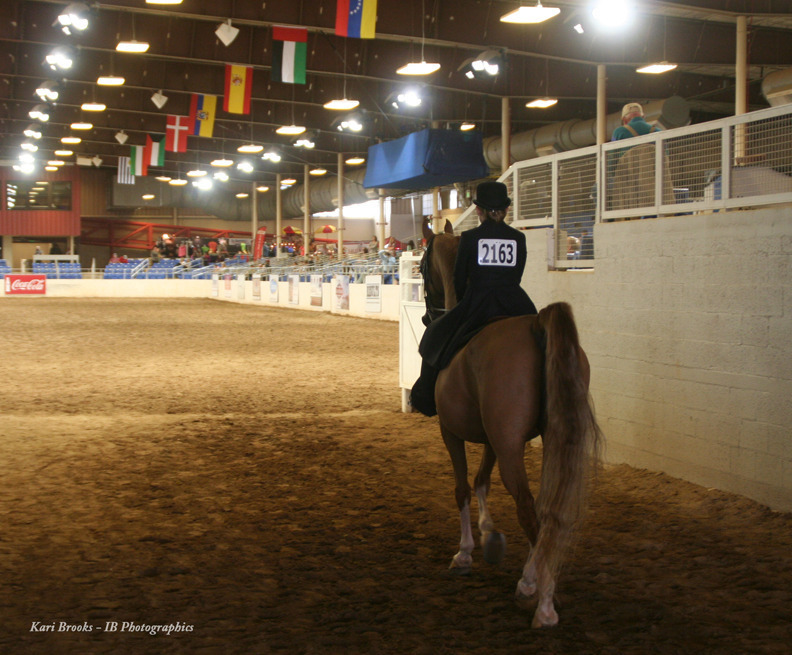 2014 Scottsdale Arabian Horse Show